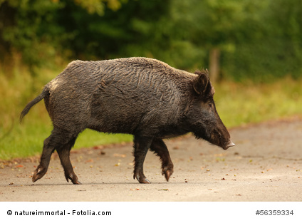Mehr über den Artikel erfahren Schweinerei in der Greizer Neustadt